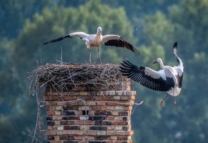 Professional Chimney Animal Removal Services in Cohasset, Massachusetts