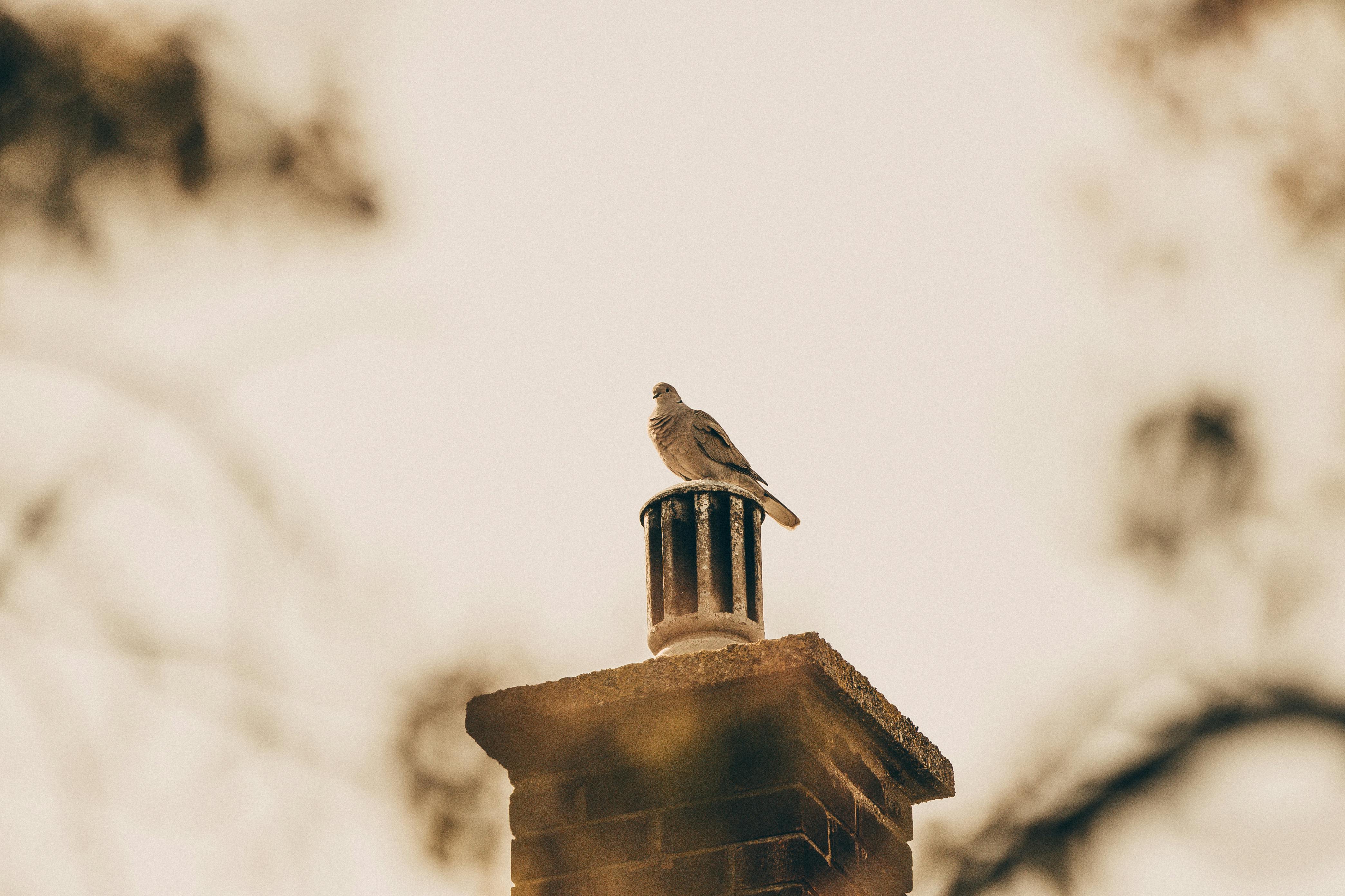 Expert Chimney Cap Installation in Cohasset, Massachusetts